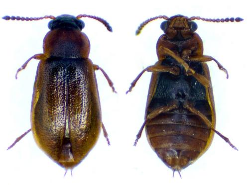 Eusphalerum umbellatarum celticum